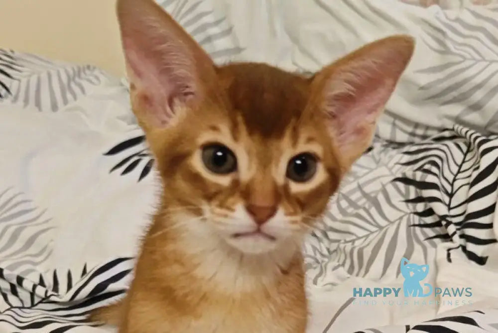 Leo Abyssinian male sorrel live animals