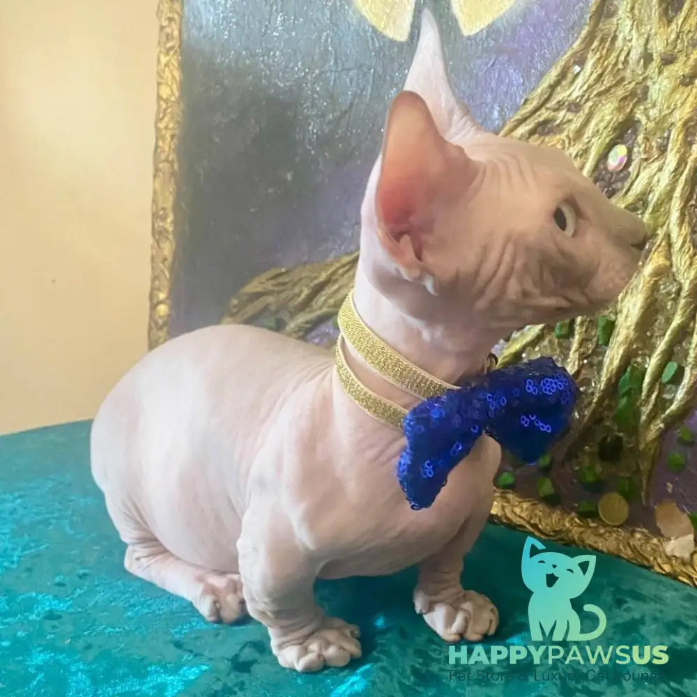 Leo Bambino male blue pointed - live animals