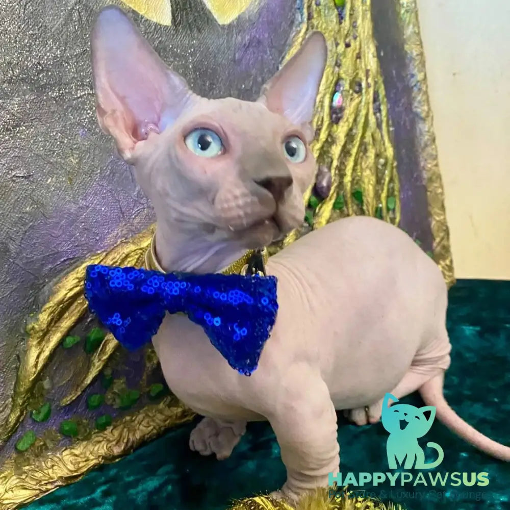 Leo Bambino male blue pointed - live animals