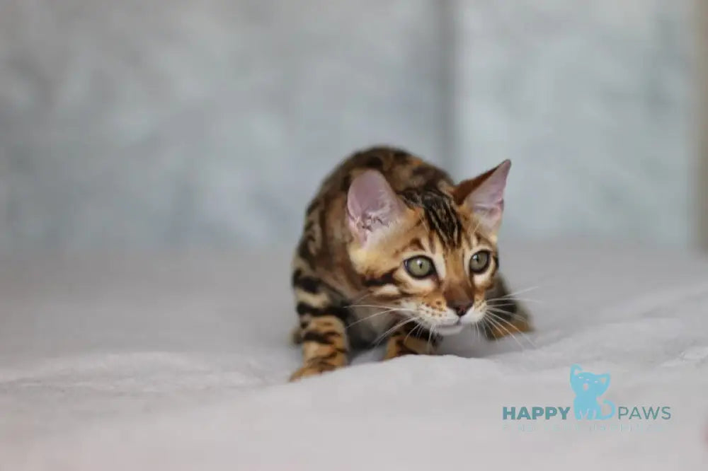 Leo Bengal male black spotted tabby live animals
