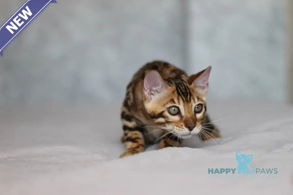 Leo Bengal male black spotted tabby live animals