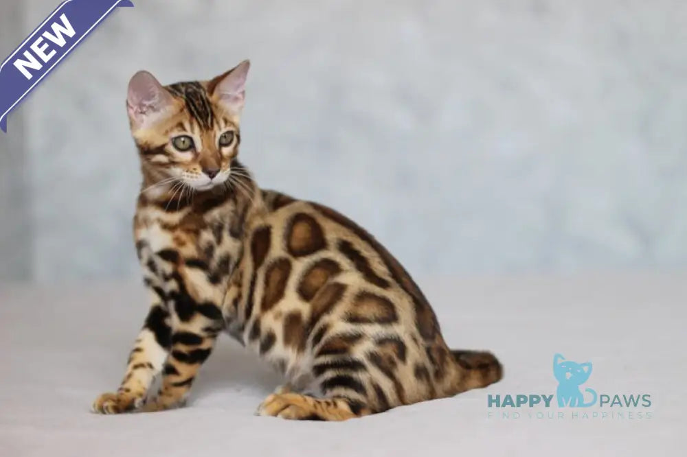Leo Bengal male black spotted tabby live animals