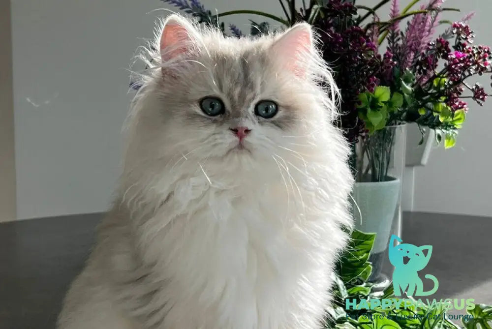 Leo British Longhair male blue golden chinchilla live animals