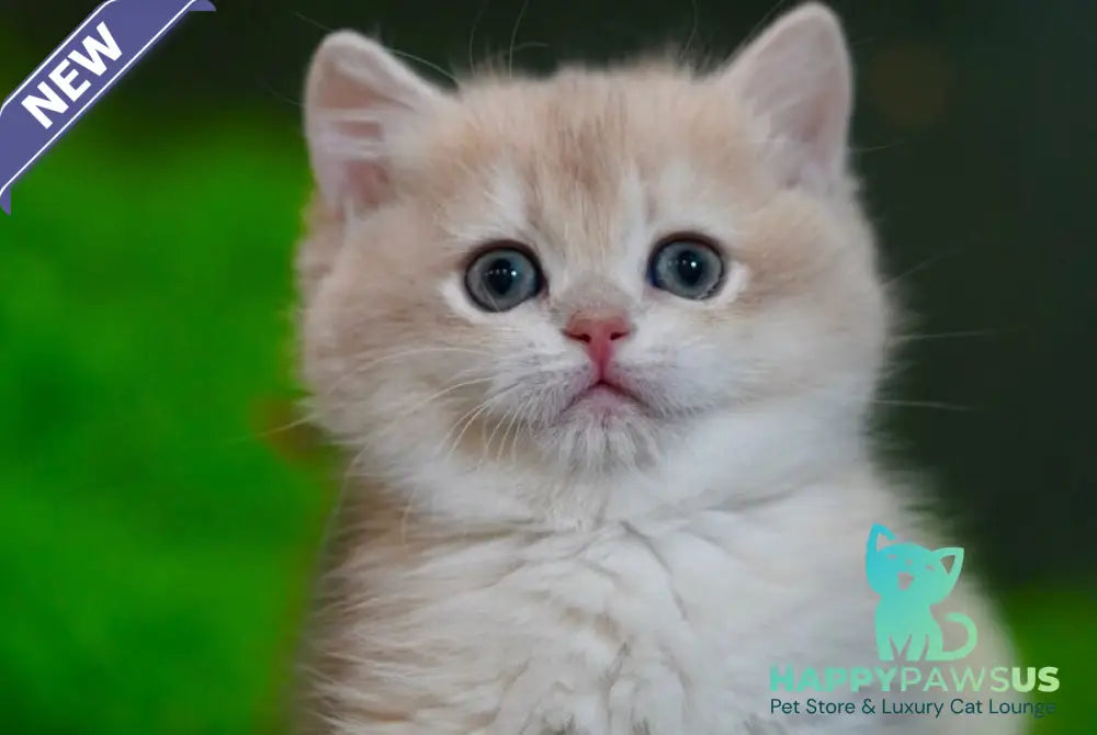 Leo British Shorthair male black golden chinchilla - live animals