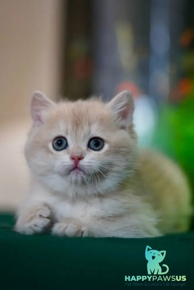 Leo British Shorthair male black golden chinchilla - live animals
