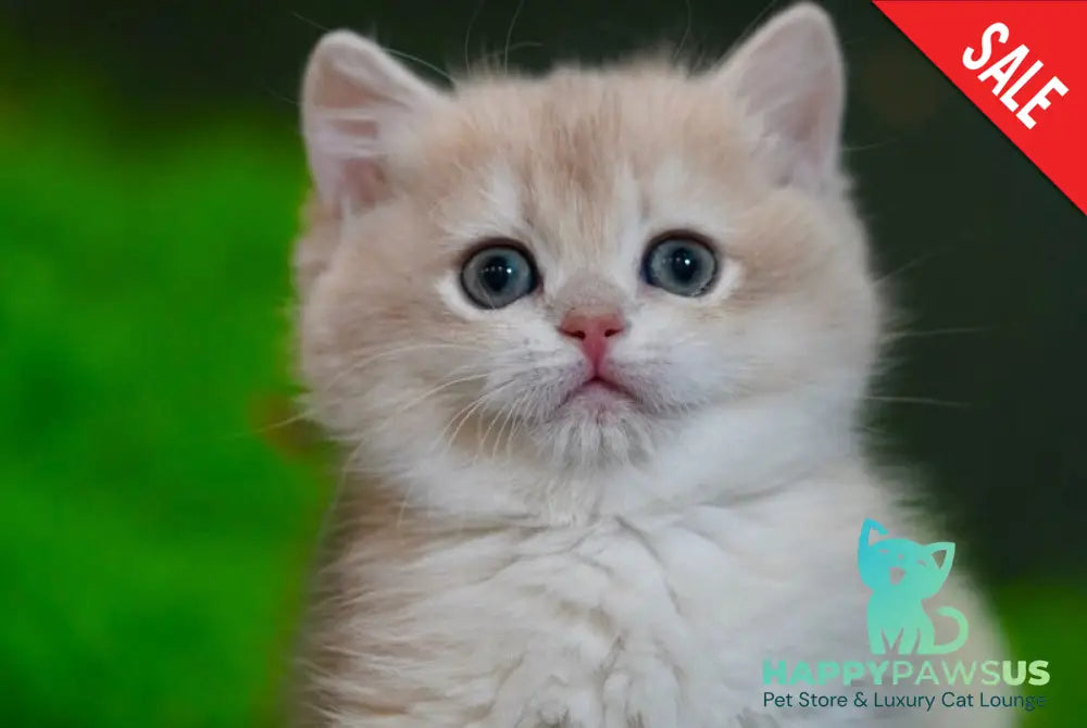 Leo British Shorthair male black golden chinchilla - live animals