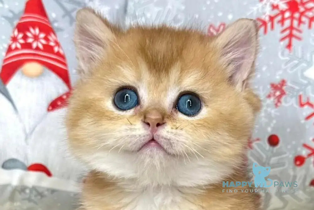 Leo British Shorthair male black golden shaded live animals