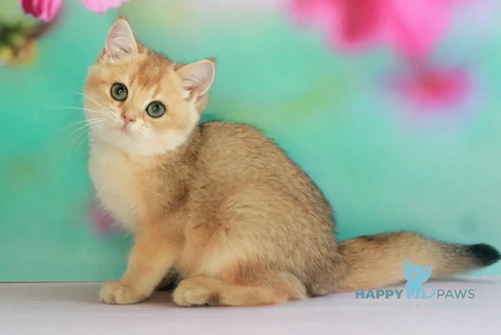 Leo British Shorthair male black golden shaded live animals