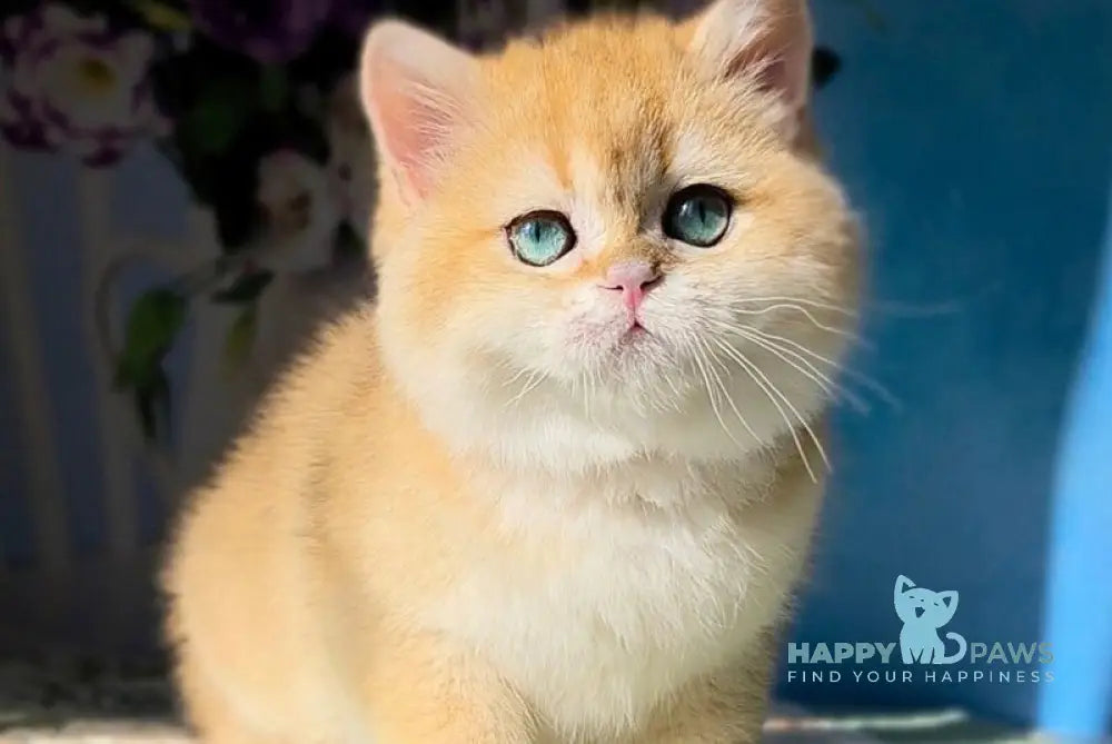 Leo British Shorthair male black golden shaded - live animals