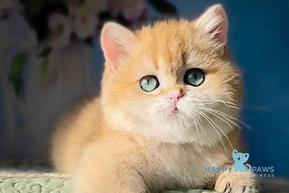 Leo British Shorthair male black golden shaded - live animals
