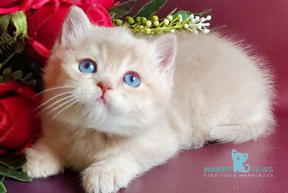 Leo British Shorthair male lilac golden shaded with white live animals