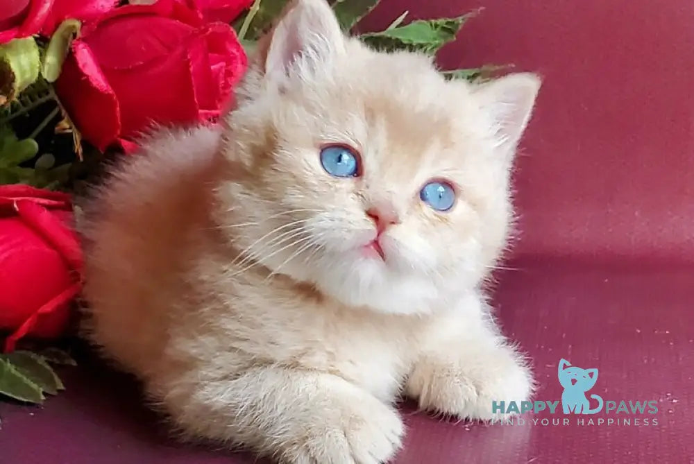 Leo British Shorthair male lilac golden shaded with white live animals