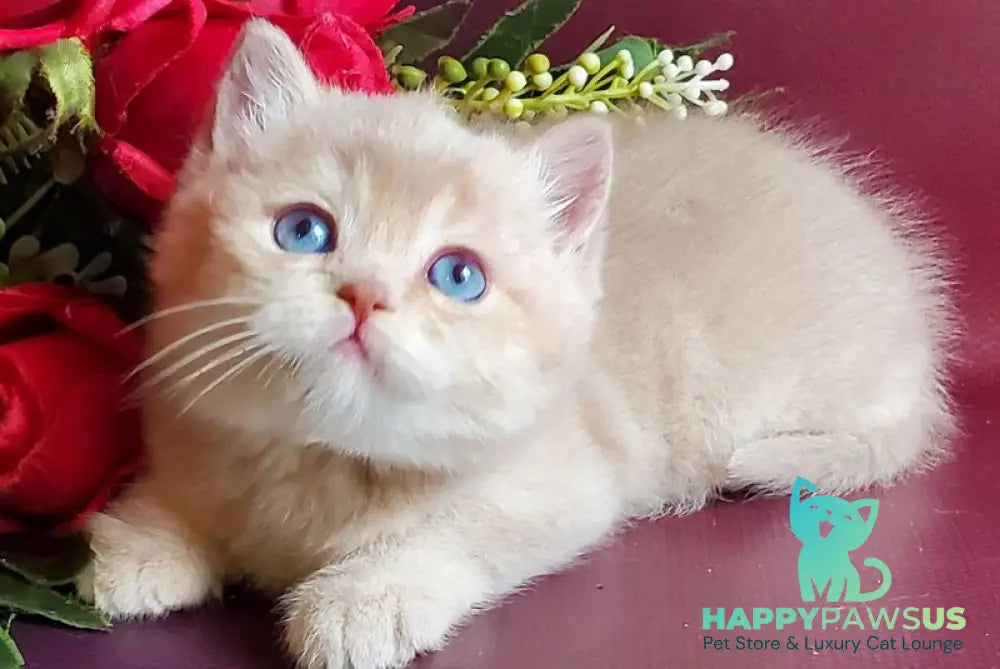Leo British Shorthair male lilac golden shaded with white live animals