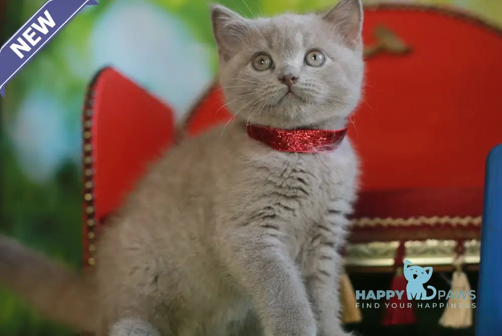 Leo British Shorthair male lilac live animals