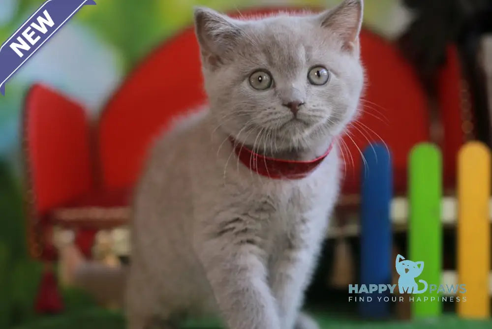 Leo British Shorthair male lilac live animals
