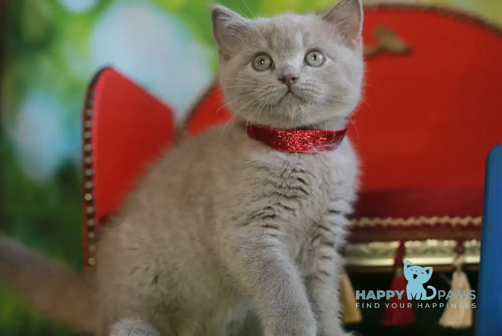 Leo British Shorthair male lilac live animals