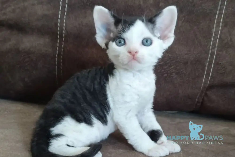 Leo Devon Rex male black bicolour live animals
