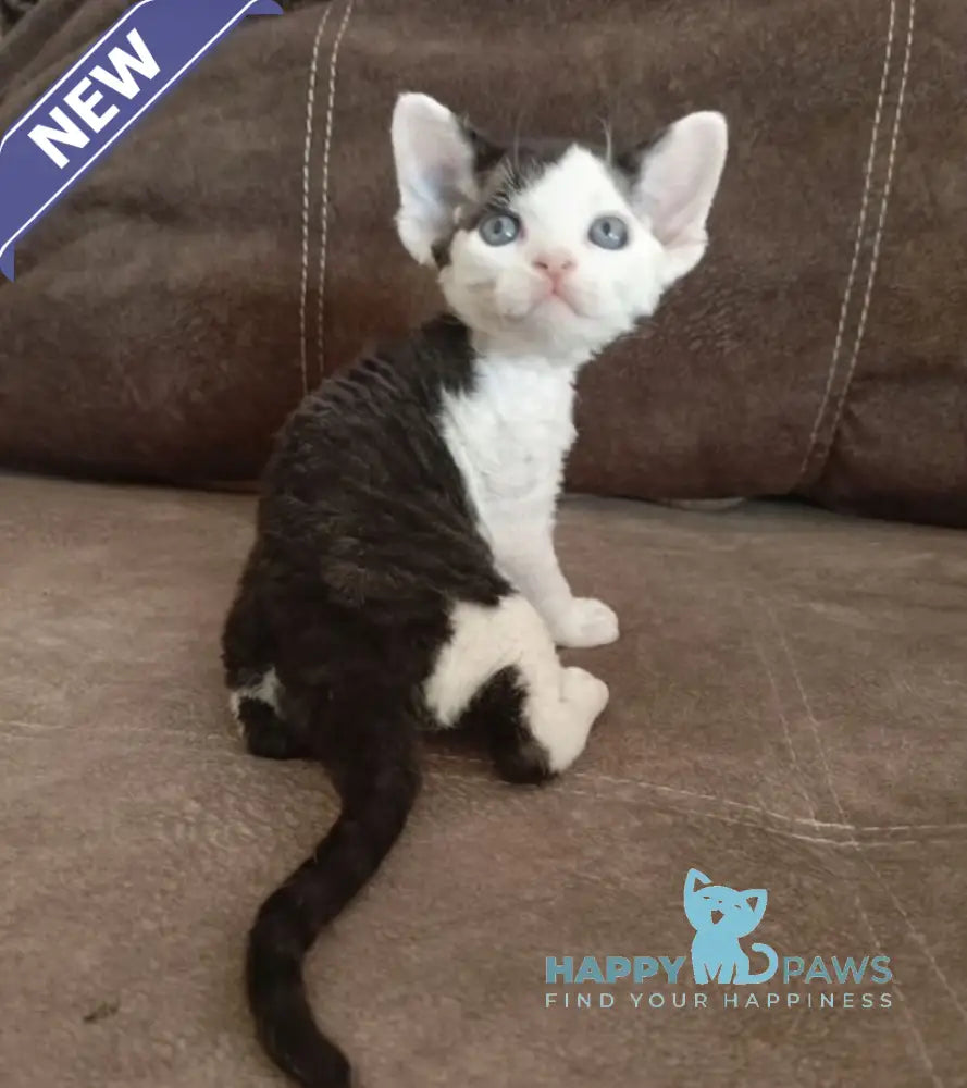 Leo Devon Rex male black bicolour live animals