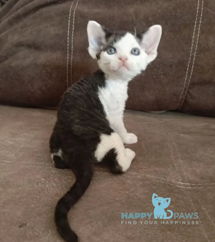 Leo Devon Rex male black bicolour live animals