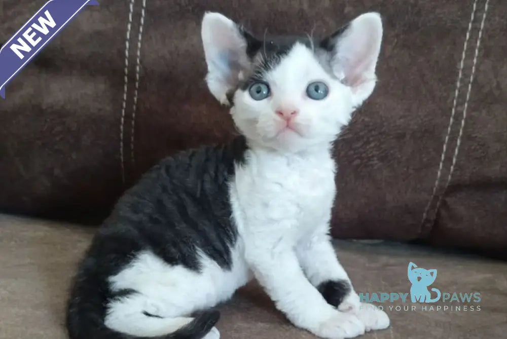 Leo Devon Rex male black bicolour live animals