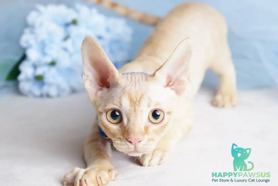 Leo Devon Rex male red - live animals
