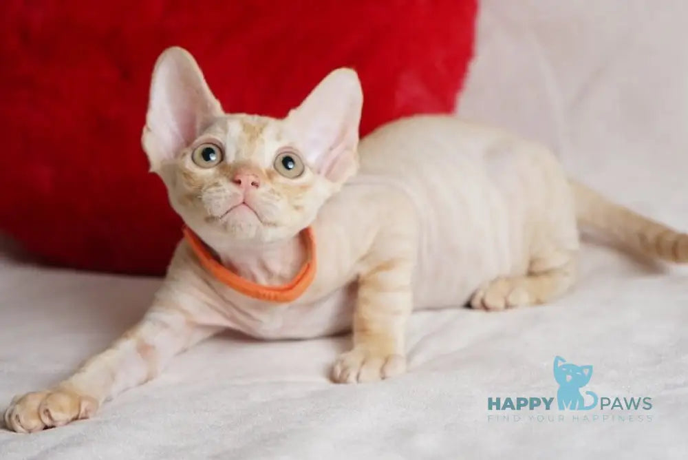 Leo Devon Rex male red - live animals