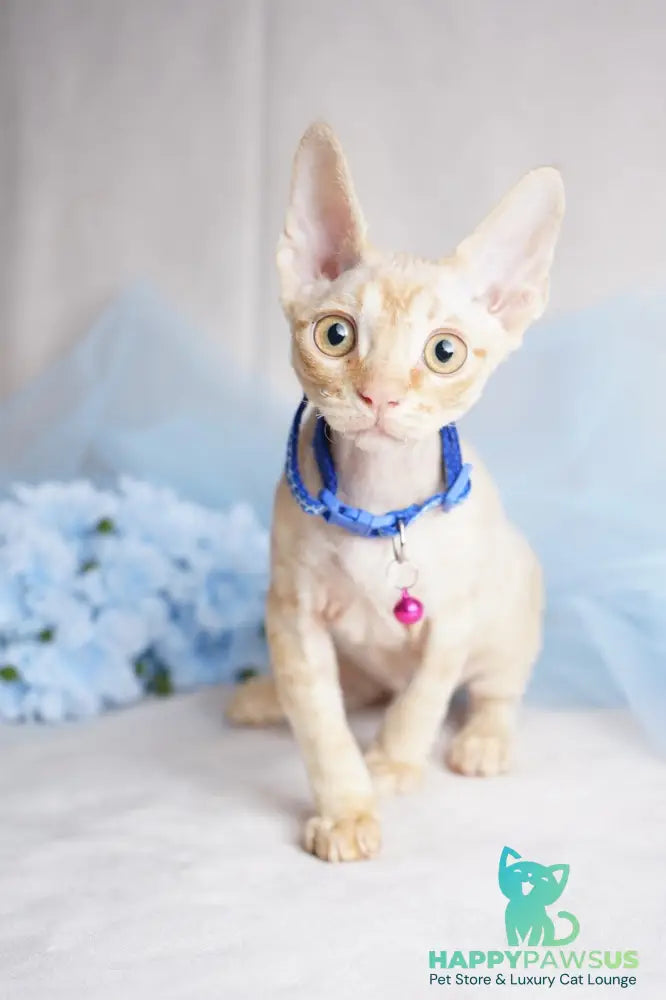 Leo Devon Rex male red - live animals