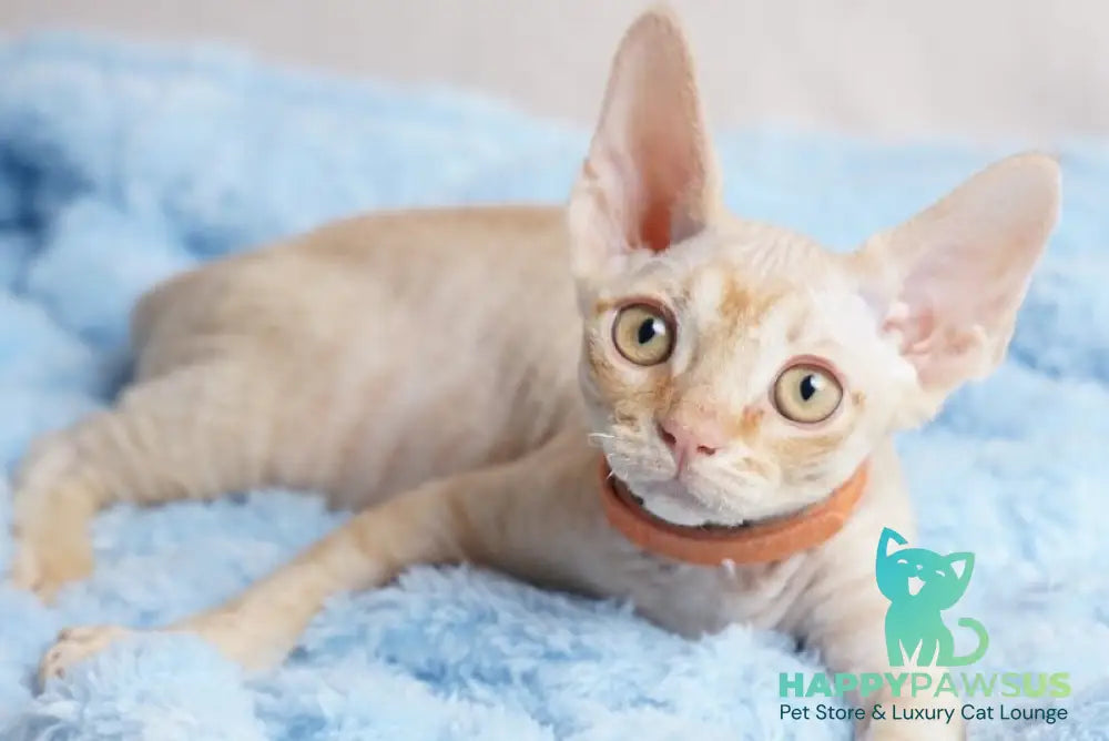 Leo Devon Rex male red - live animals