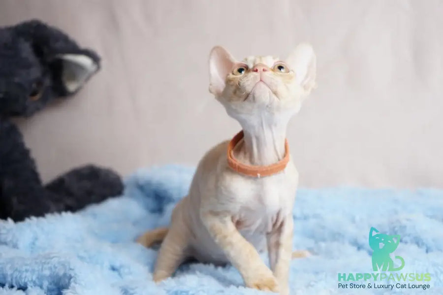Leo Devon Rex male red - live animals
