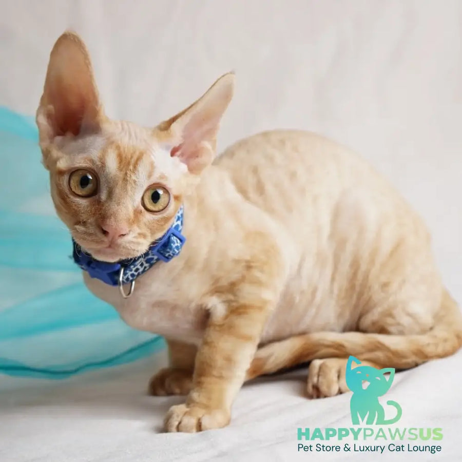 Leo Devon Rex male red - live animals