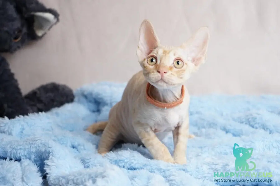 Leo Devon Rex male red - live animals