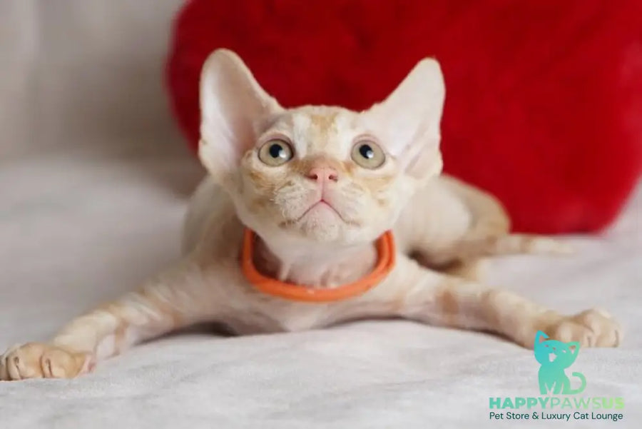 Leo Devon Rex male red - live animals
