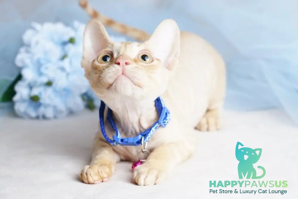 Leo Devon Rex male red - live animals