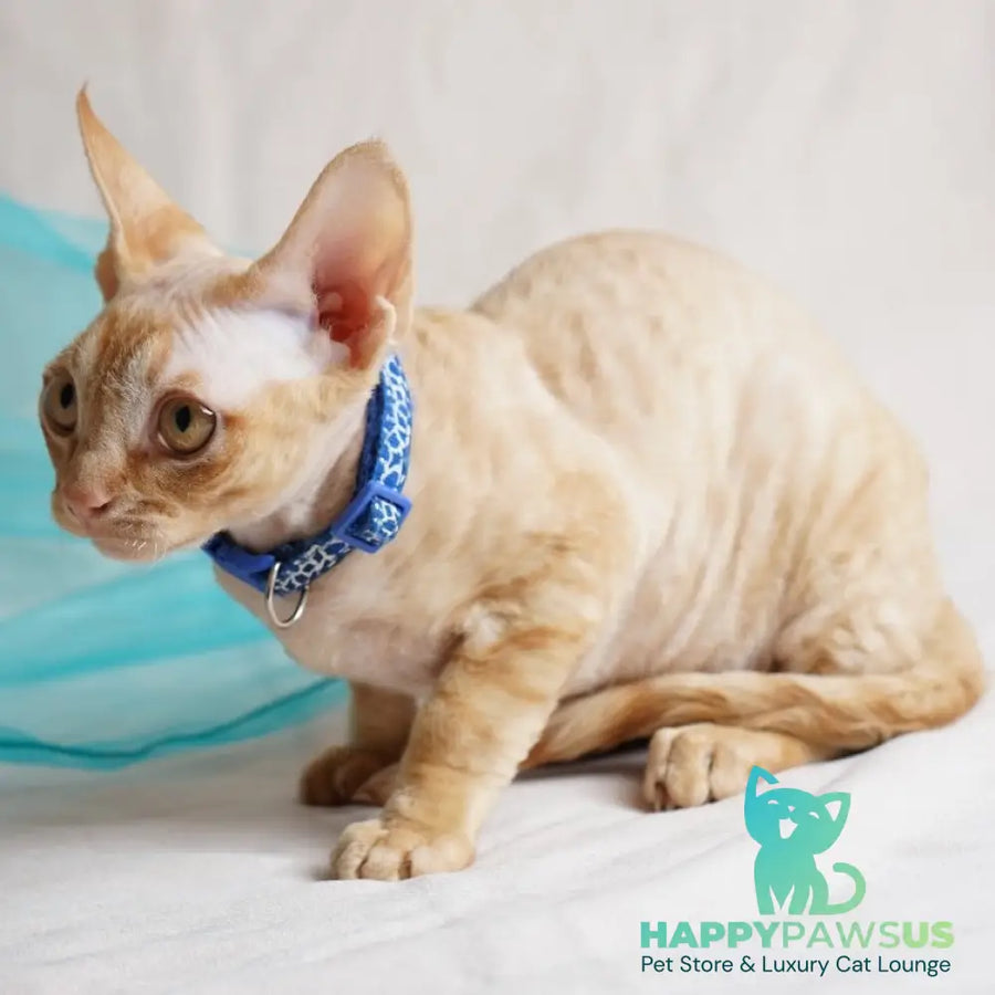 Leo Devon Rex male red - live animals