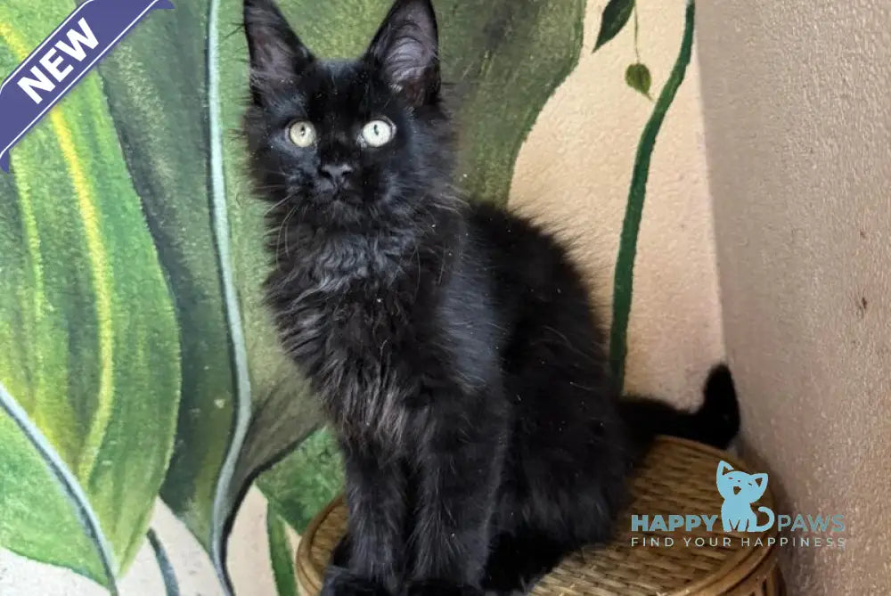 Leo Maine Coon male black live animals