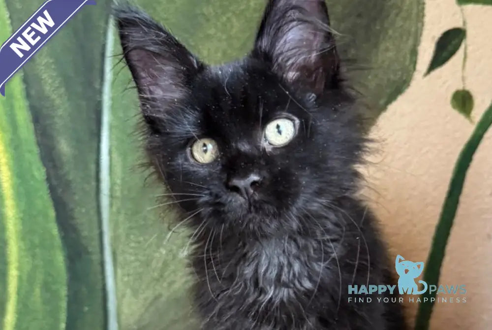 Leo Maine Coon male black live animals
