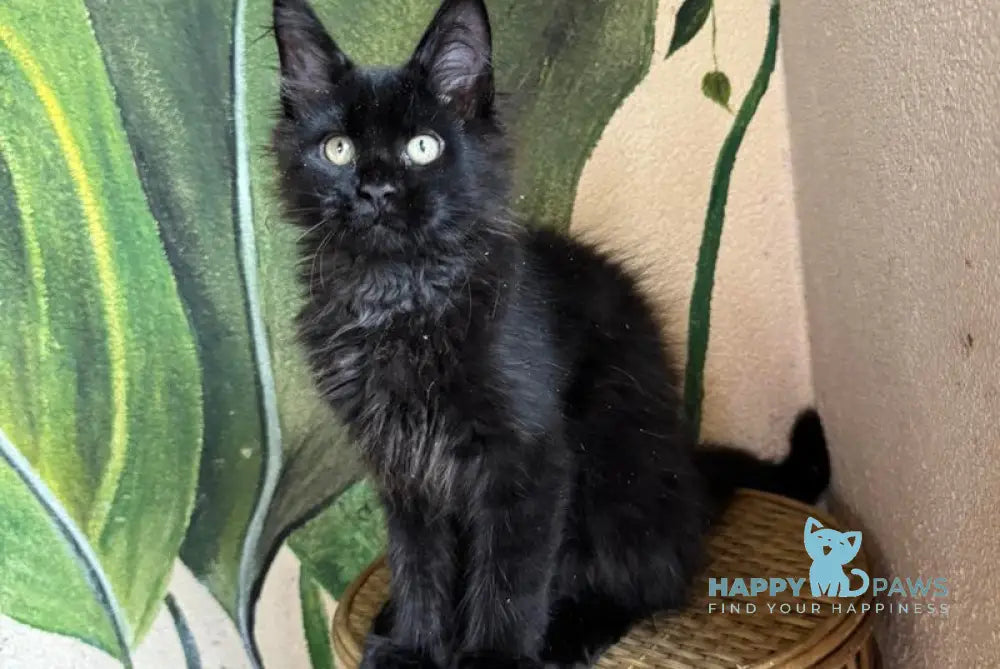 Leo Maine Coon male black live animals