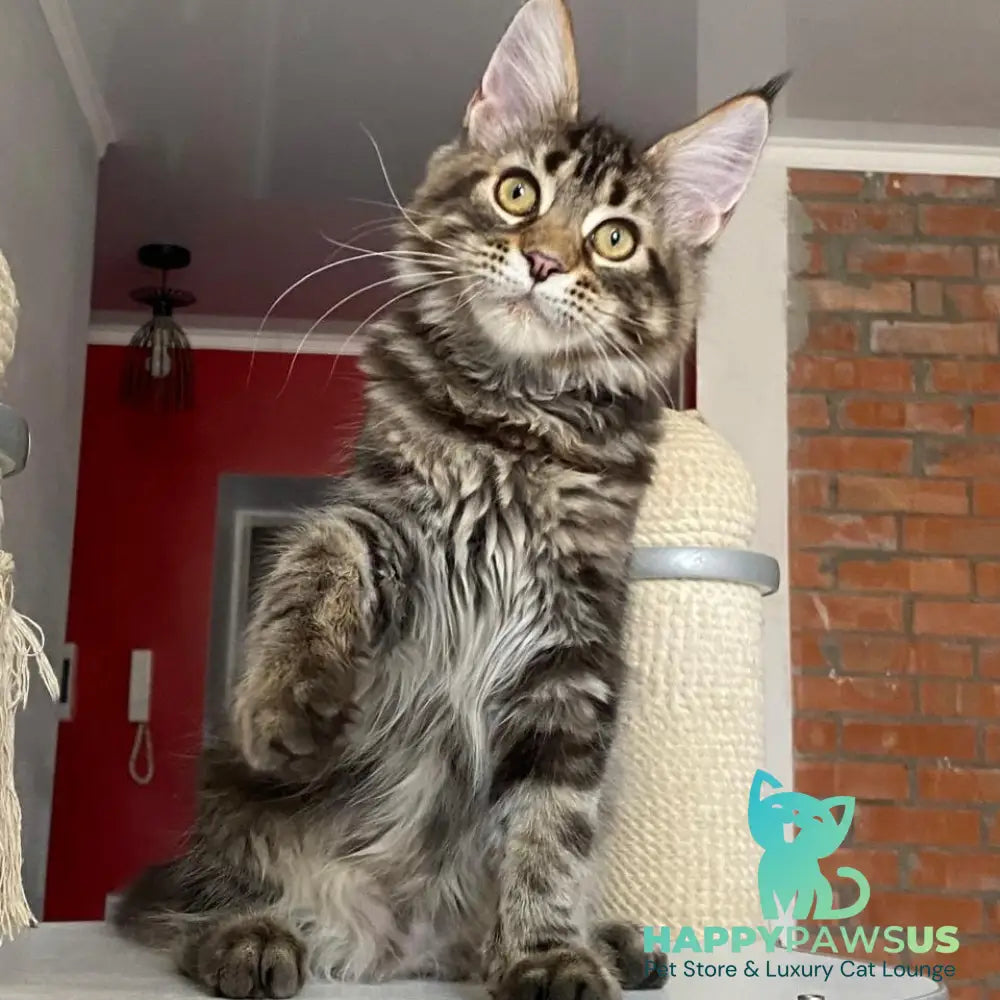Leo Maine Coon male black tabby - live animals
