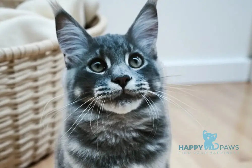 Leo Maine Coon male blue tabby live animals