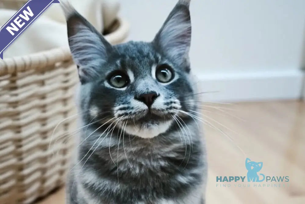 Leo Maine Coon male blue tabby live animals