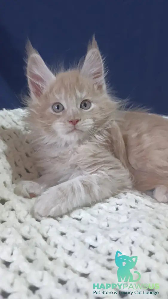 Leo Maine Coon male cream silver live animals