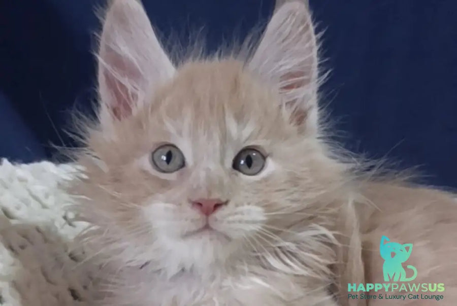 Leo Maine Coon male cream silver live animals