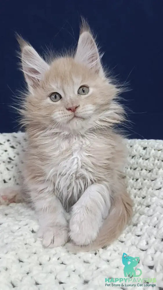 Leo Maine Coon male cream silver live animals