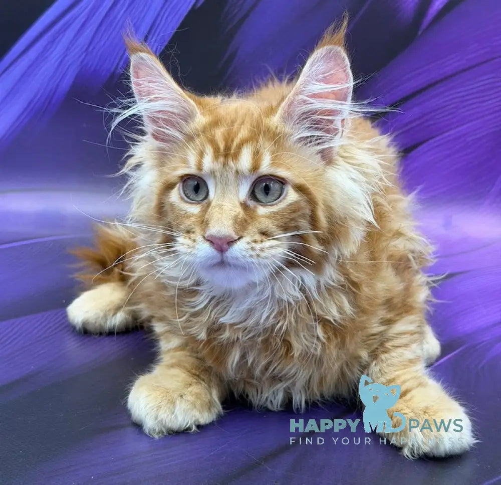 Leo Maine Coon male red - live animals