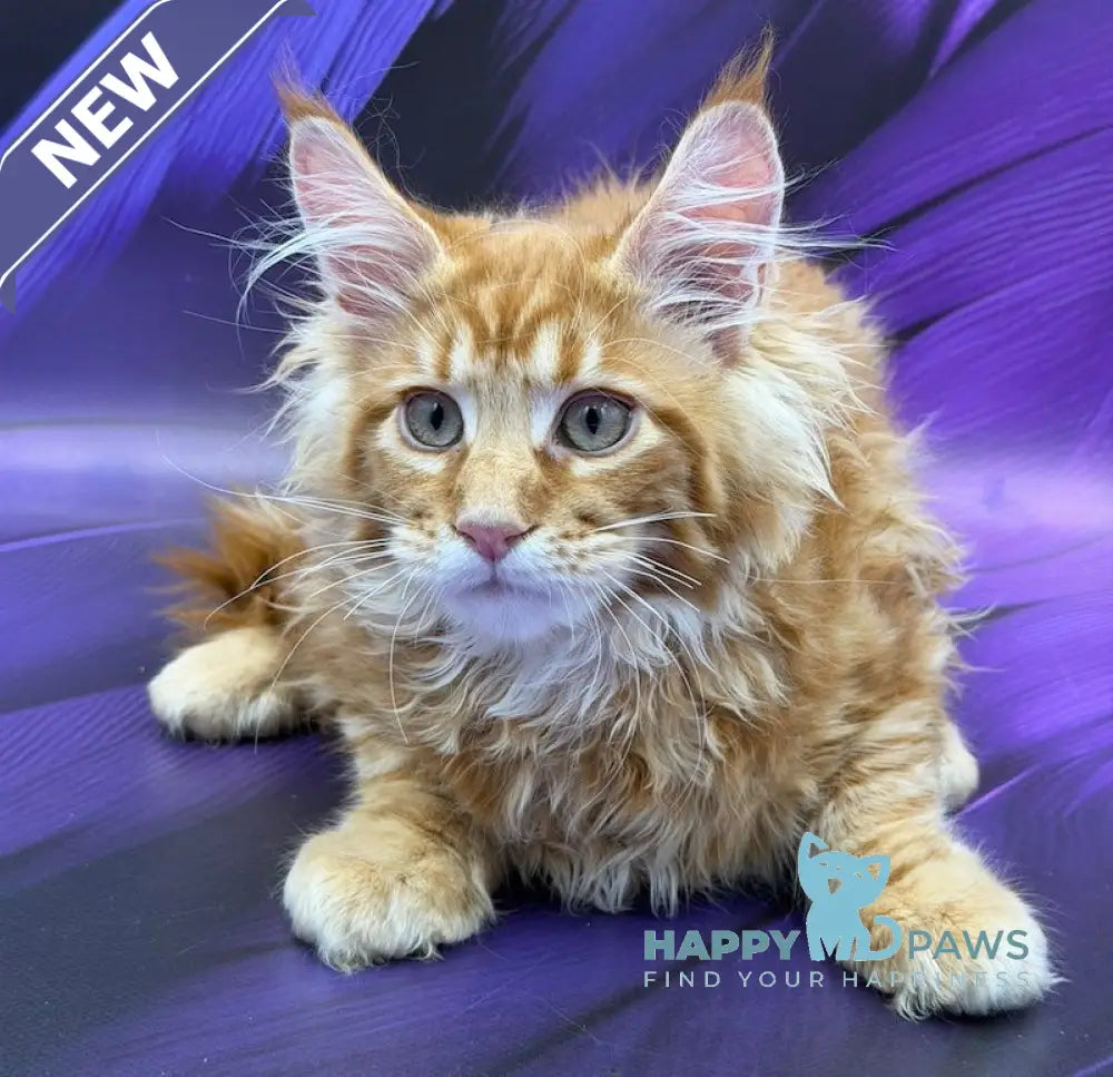 Leo Maine Coon male red - live animals