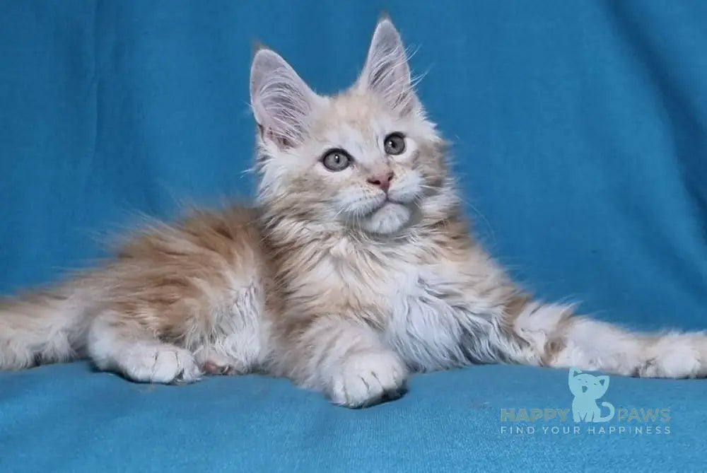 Leo Maine Coon male red silver live animals