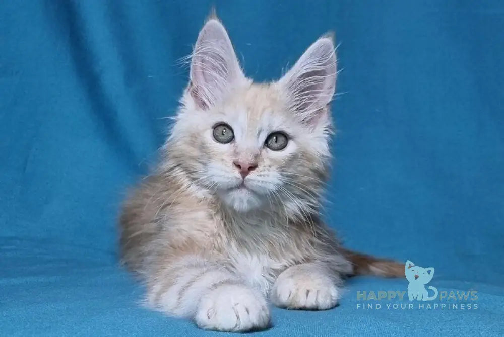 Leo Maine Coon male red silver live animals