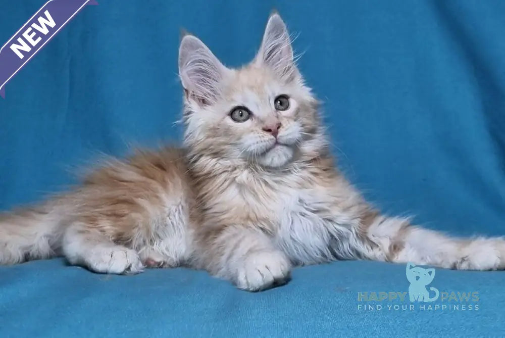 Leo Maine Coon male red silver live animals