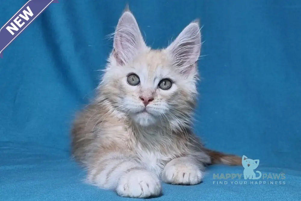 Leo Maine Coon male red silver live animals