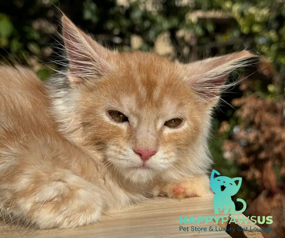 Leo Maine Coon male red silver spotted tabby live animals